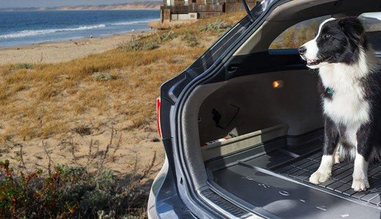 La Mejor Opción Para un Maletero Limpio